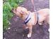 BULLMASTIFF CROSS AMERICAN BULLDOG